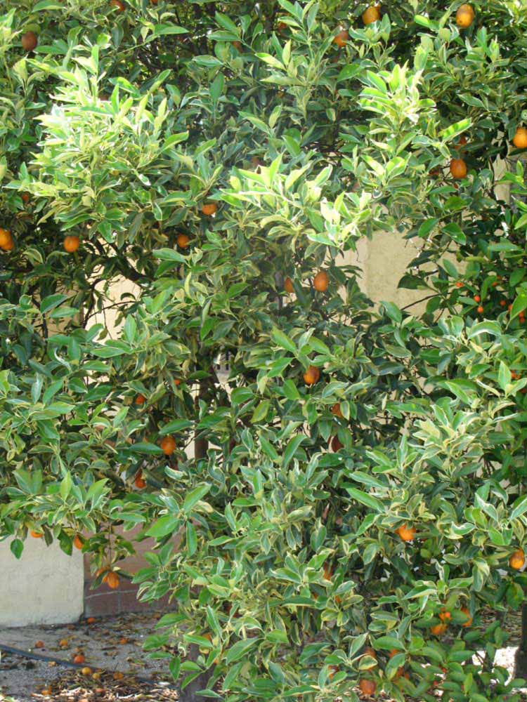              Habit (Winter Haven, FL)       